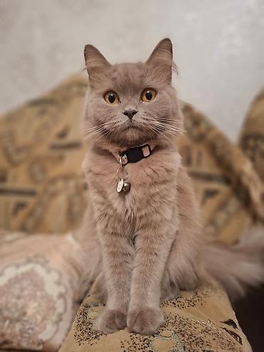Dişi, Yaxşı əllərə lalafo.az -da Dişi, Yaxşı əllərə