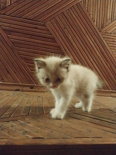 кошка регдолл: Отдам красивых котят в хорошие руки — 10