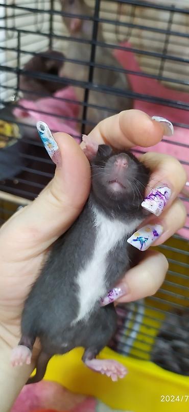 Крысы: Привет друзья !! У нас родились красивые крысята.Друзья в питомнике - — 11