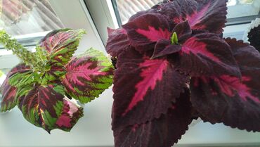 Герани и пеларгонии: Колеус (плектрантус скумариновый) с эффектной вариегатной листвой — 5