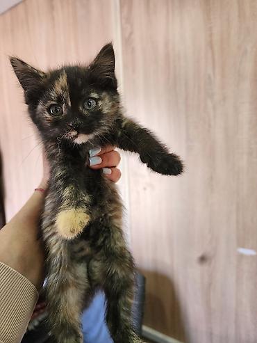 Кошки: Котята, помет разноцветный: - Окрас: рыжий длинношерстный, рыжий — 6