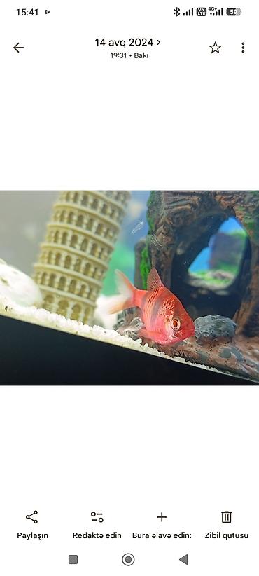 Akvariumlar: Akvarium-şkaf, Boş, 200 l — 9