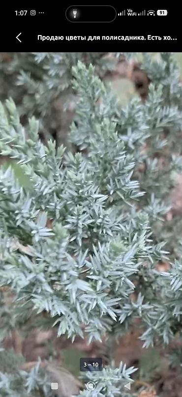 джут: Комнатные растения и подвес для кашпо - Сансевиерия (Sansevieria — 8