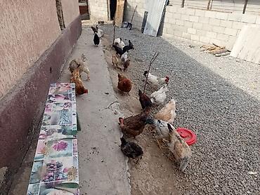 Продам с/х животных: Продаю | Куры | Домашняя | Для разведения — 4