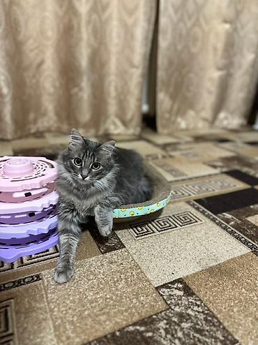 Отдам даром кошку: 1 год, Девочка, Приучена к лотку — 10