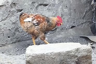 sabuncu quş bazarı: Sağlam Həyat (Kənd) Toyuqları_Çolpaları Çoxusu Bu İlin Cücələridir — 4
