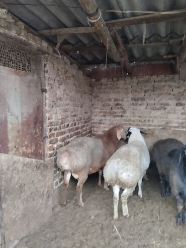 Баран, овца: Продаю | Баран (самец) | Арашан | Для разведения | Осеменитель — 12