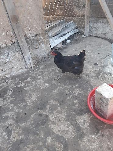 Куры, петухи: Продаю | Петух, Куры | Домашняя | На забой, Для разведения, Несушки — 4