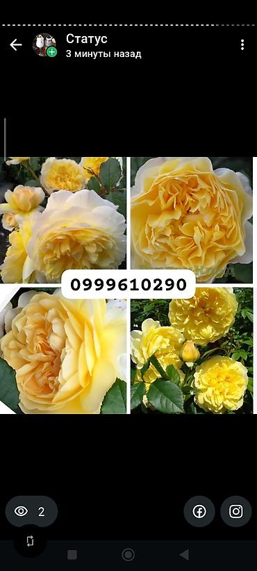 Rose saplings: Саженцы — 6