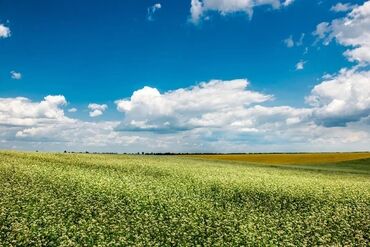 в районе пишпек: 800 соток, Айыл чарба үчүн