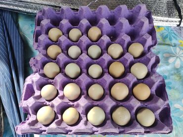 Toyuqlar: Qafqaz və Rumın qırqovullarının yumurtaları satılır. 1 ədədi 1.50