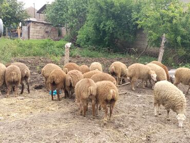 Qoyunlar, qoçlar: Dişi, il: 1, 25 kq, Damazlıq, Ünvandan götürmə