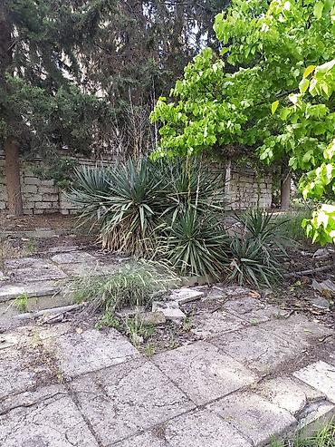 yer tipli kondisioner: Landşaft dizaynı və yaşıllaşdırma xidməti dekorativ Ağacların güllərin — 2