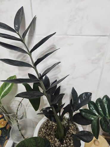 Другие комнатные растения: Фикусы
замиокулькас 
сингониум
хойя
