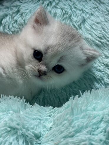 Продажа кошек: Скотиш Фолд (Шотландская вислоухая), 2 месяца, Девочка at lalafo.kg — 13 Продажа кошек: Скотиш Фолд (Шотландская вислоухая), 2 месяца, Девочка — 13