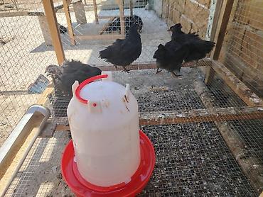 ayam cemani: Toyuq cücələri, Damazlıq — 4