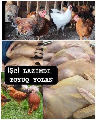 Tikinti ixtisasları: Səcili toyuq yolmaq üçün 35- 55 yaşlı qadın işci lazımdır 1nəfər