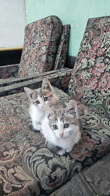 купить тайскую кошку: Отдадим даром котят серо-белого окраса, есть 1 мальчик и 1 девочка - — 2