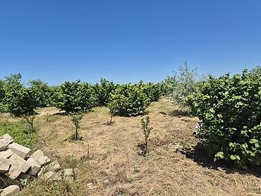 şəki torpaq satışı: Kənd təsərrüfatı — 1