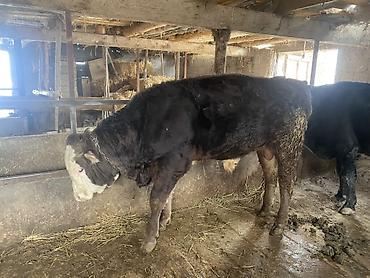 Коровы, быки: Продаю | Бык (самец) | Герефорд, Алатауская, Абердин-ангус | На откорм, На забой — 2