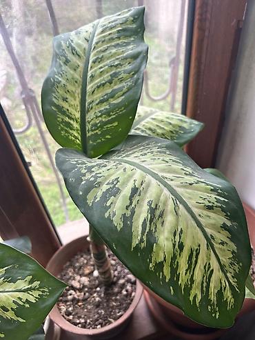dollar gul: Dieffenbaxia (Dieffenbachia) – iri yarpaqlı, dekorkativ-yaşıl otaq — 2