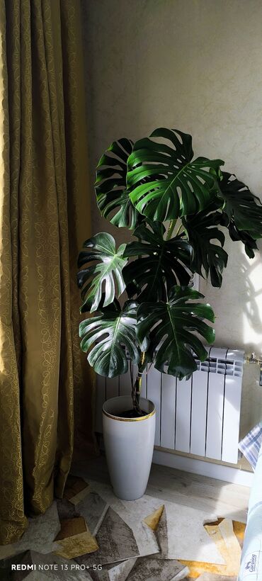 искуственные растения: Монстера деликатесная (Monstera deliciosa) в напольном кашпо. -