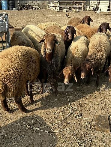 qoyun itləri: Qoyun sürüsü – yerli ətlik‑südlük istiqamət Qoyunlar satılır ünvan — 2