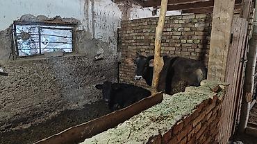 Скотники: Требуется Скотник, Оплата: Ежемесячно — 6