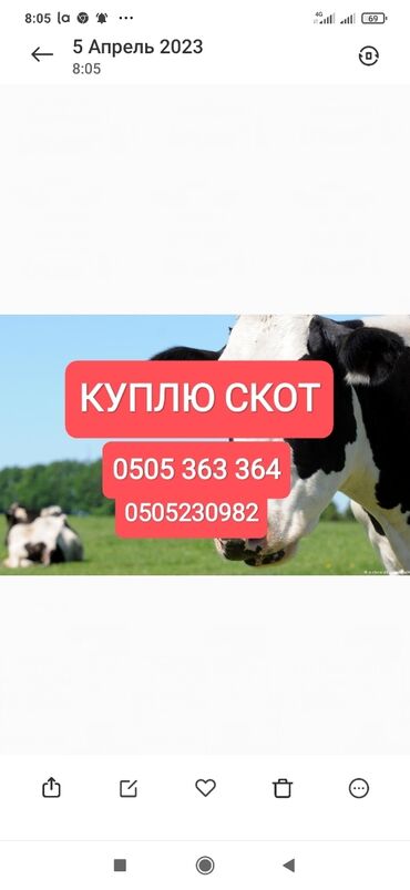 купить кв в бишкеке: Куплю | Коровы, быки, Лошади, кони, Другие с/х животные | Круглосуточно, Любое состояние, Забитый