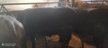 Коровы, быки: Продаю | Бык (самец) | Ангус, Герефорд | На откорм | Привязанные — 3