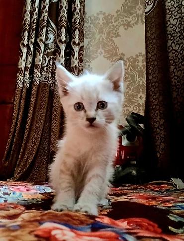 королевский дог цена: 2айлык Уй мышыктары сатылат баасы 600 сом адрес Ош. АК тилек. доставка — 1