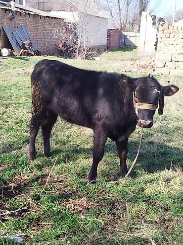 Коровы, быки: Продаю | Тёлка | Полукровка | На откорм | Привязанные — 1