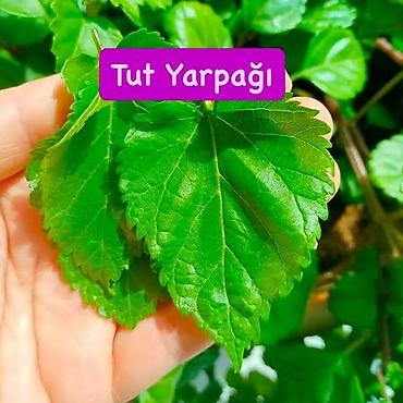 Qida məhsulları: Məhsul: Sütül ağ tut yarpağı Təsvir: - Təzə, iri və ətirli tut — 1