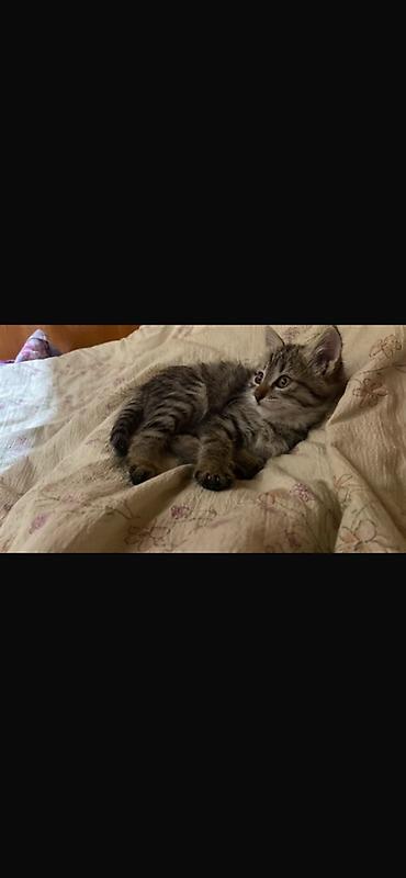 Котёнок-полосатик (тигрёнок) — домашний компаньон.Отдам даром. - at lalafo.kg Котёнок-полосатик (тигрёнок) — домашний компаньон.Отдам даром. -