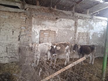 продаю музоо торпок корова самка бык самец айрширская ангус алатауская на забой для разведения на откорм племенные нетель привязанные: Продаю | Тёлка | Алатауская | Для разведения