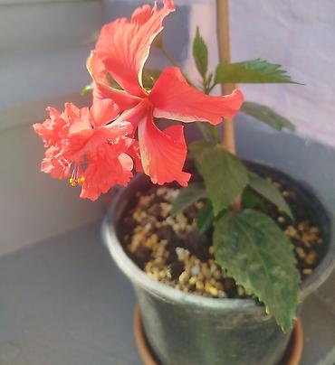 xoruz otu bitkisi: Qızılqırmızı Hibiskus (Çin qızılgülü) – satsıda canlı bitki - Növ — 1