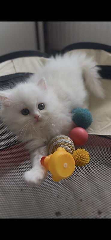 Pişiklər: Şotland, Dişi — 8