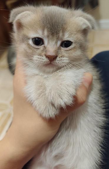 Кошки: Шотландская вислоухая — 10