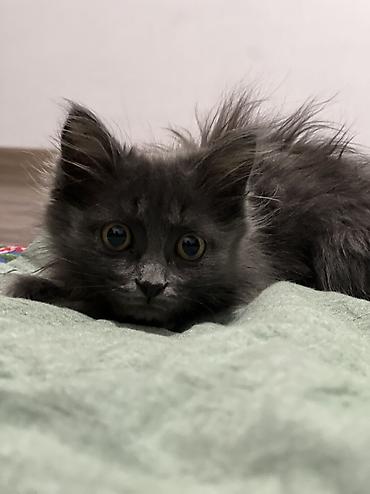 котенок отдам даром: 2 месяца, Девочка, Приучена к лотку, Проглистована, С прививками — 2