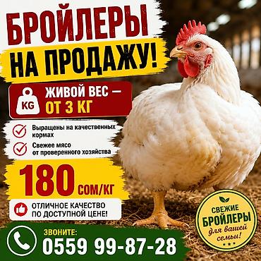 ак кой: Бройлеры на продажу - Живой вес: от 3 кг - Выращены на качественных — 1