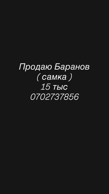 индук ош сатылат: Сатам | Ургаачы кой (ургаачы) | Көбөйтүү үчүн | Ургаачы