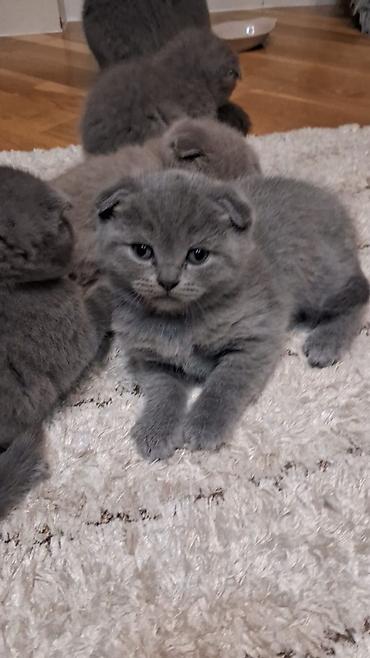 Pişiklər: Şotland — 1