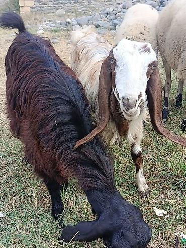 kend colpalari: Hələb çəpişləri biri təmiz biri dönmə ikisidə dişidi damazlıq ünvan — 1