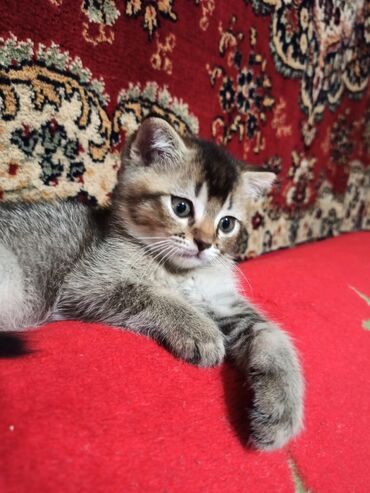 Продажа кошек: Британская короткошёрстная, 2 месяца, Мальчик, Голубой