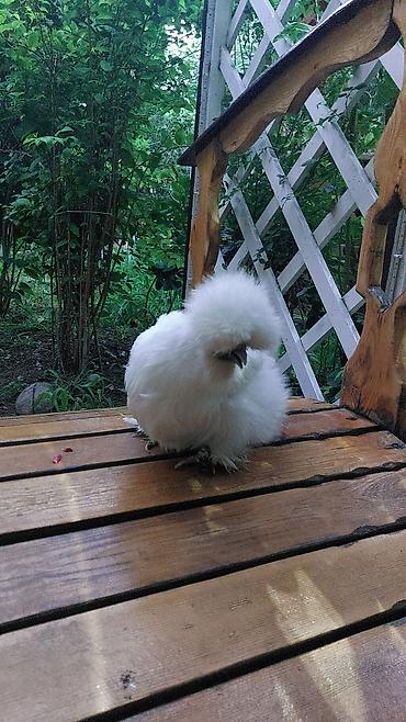 kənd təsərrufatı heyvanları: Toyuq, Damazlıq — 3