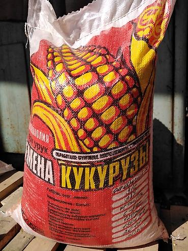 обмен на корову: Продаю семена кукурузы кыргызской селекции. гибрид ф1.Ала-тоо . срок — 2