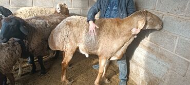 Бараны, овцы: Продаю | Баран (самец) | Для разведения | Осеменитель — 4