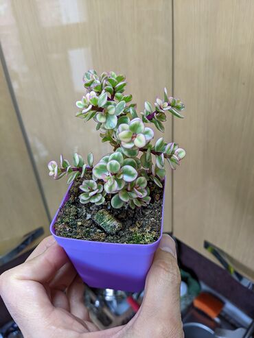 Otaq bitkiləri: Sukkulentlər. Sağlam və dözümlü bitkilərdi. Uzun müddət susuz qala — 9