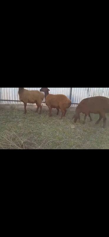 Qoyunlar, qoçlar: Qarabaş/Karakul tipli qoyunlar və quzular - Rəng: tünd qara və — 6