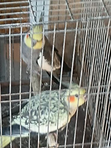 tovuz quşu: Nymph parakitləri (cockatiel) – cütlük - Növ: Nymphicus hollandicus — 2